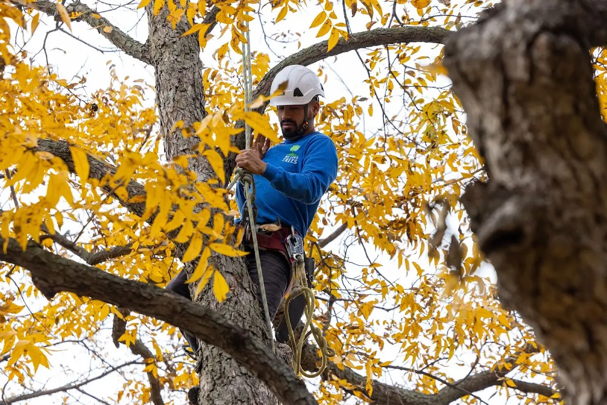 Skilled Tree Transplanting crew working in Lowman